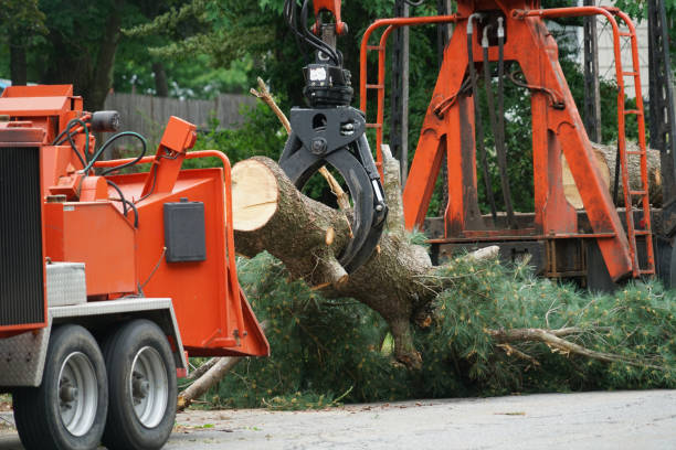 Best Tree Disease Treatment  in Armada, MI